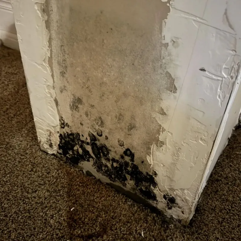 Professional Mold Removal in Pottsville, PA
